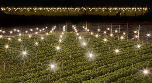 High energy! LED plant farm can produce both vegetables and heat