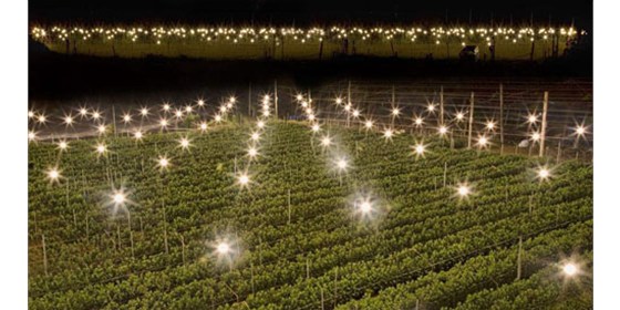 高能！LED植物农场既能生产蔬菜又可以提供热能